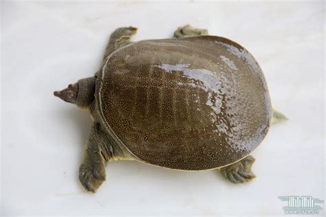 鱉魚|鱉(龜鱉目鱉科動物):介紹,形態特徵,生活習性,食物,生長繁殖,人工。